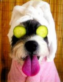 SPA Canino y Felino
